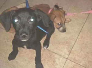 Cachorro raça Mestiço idade Abaixo de 2 meses nome Rex e Layka