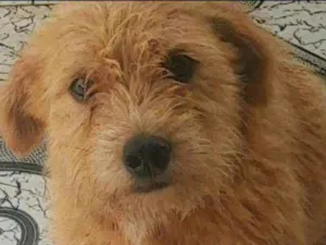 Cachorro raça SRD idade 2 anos nome Happy