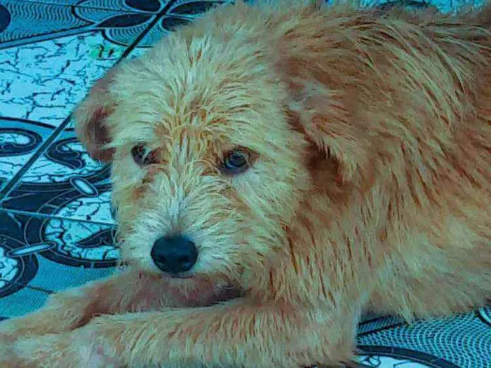 Cachorro raça SRD idade 2 anos nome Happy