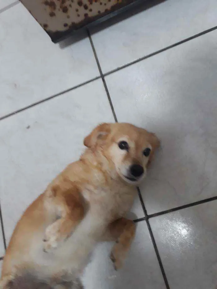 Cachorro raça Pulso e outro mestico(Pulso e  idade 2 a 6 meses nome Rabito e Duke