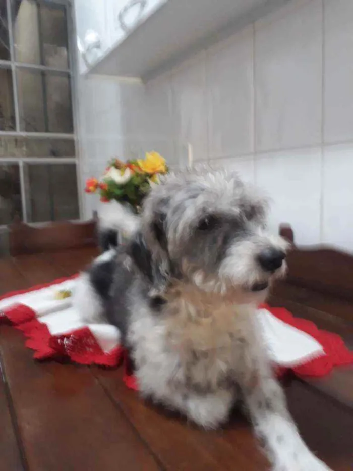 Cachorro raça Pulso e outro mestico(Pulso e  idade 2 a 6 meses nome Rabito e Duke