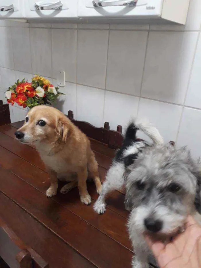 Cachorro raça Pulso e outro mestico(Pulso e  idade 2 a 6 meses nome Rabito e Duke