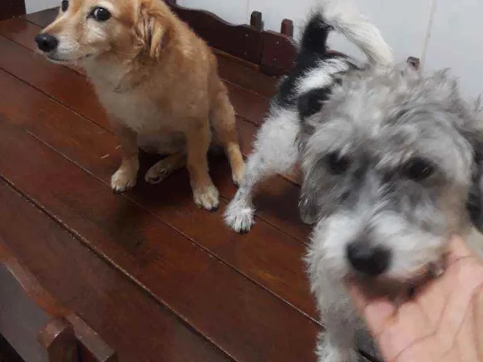 Cachorro raça Pulso e outro mestico(Pulso e  idade 2 a 6 meses nome Rabito e Duke