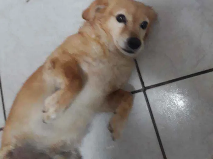 Cachorro raça Pulso e outro mestico(Pulso e  idade 2 a 6 meses nome Rabito e Duke