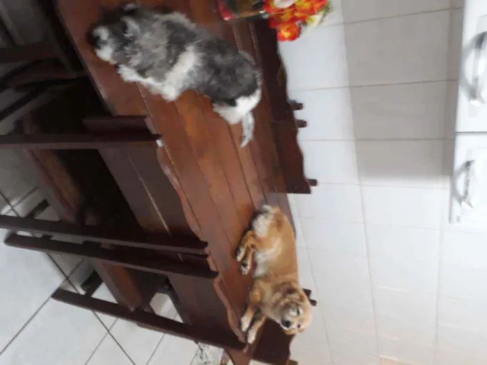 Cachorro raça Pulso e outro mestico(Pulso e  idade 2 a 6 meses nome Rabito e Duke