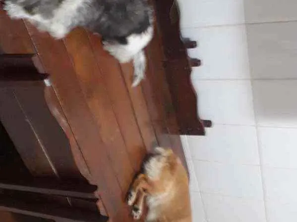 Cachorro raça Pulso e outro mestico(Pulso e  idade 2 a 6 meses nome Rabito e Duke