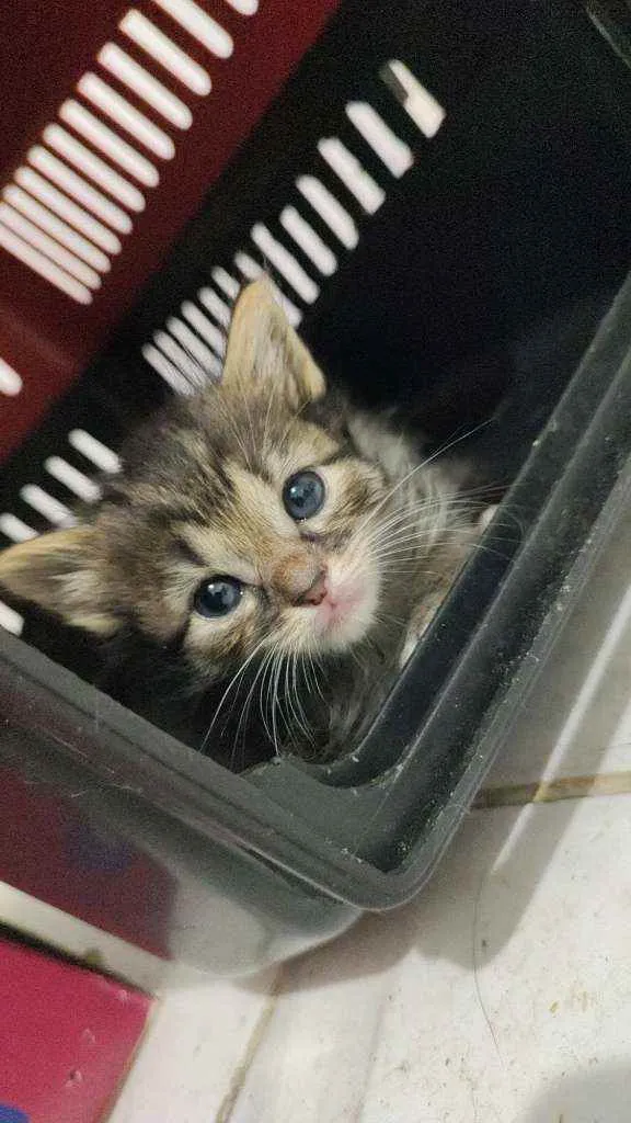 Gato ra a  idade Abaixo de 2 meses nome VARIOS - LIZA, SIMBA