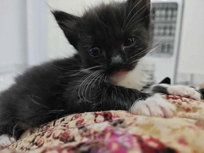 Gato ra a  idade Abaixo de 2 meses nome VARIOS - LIZA, SIMBA