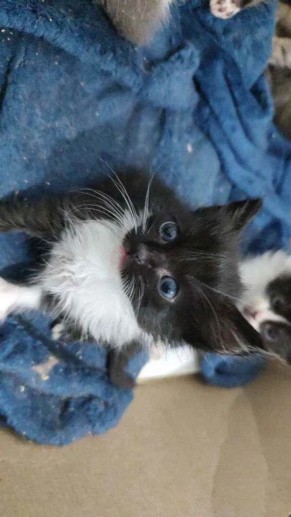 Gato ra a  idade Abaixo de 2 meses nome VARIOS - LIZA, SIMBA