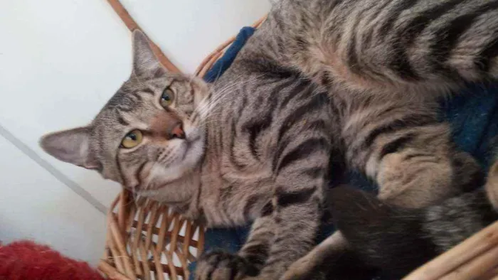 Gato ra a  idade Abaixo de 2 meses nome VARIOS - LIZA, SIMBA