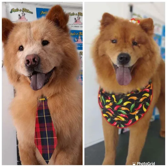 Cachorro raça Chow chow  idade 2 anos nome Kiara e spike 