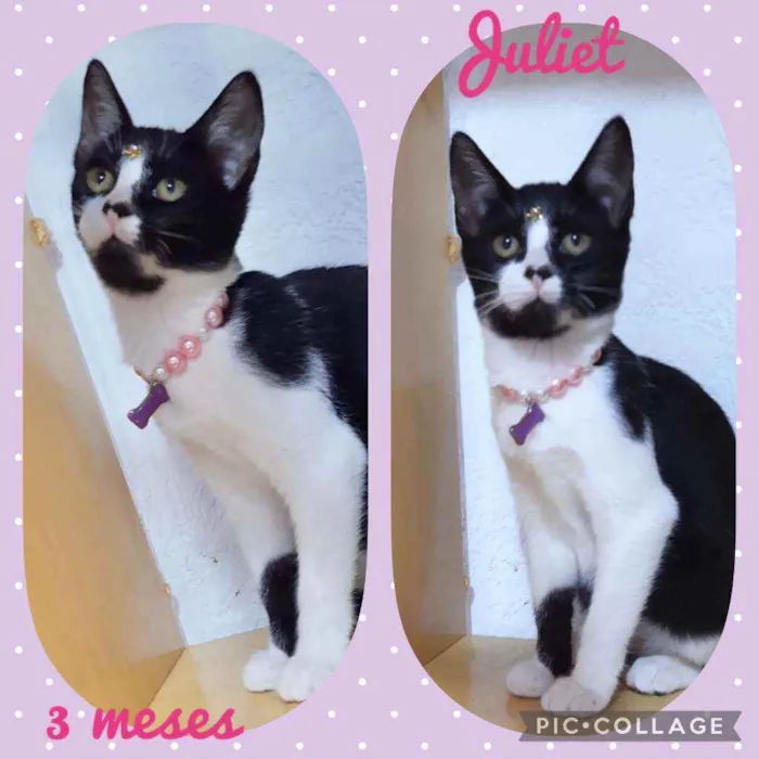 Gato raça SRD  idade 2 a 6 meses nome Juliet 