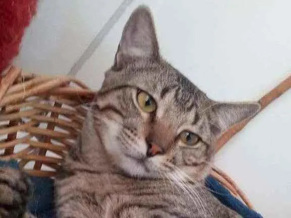 Gato ra a  idade Abaixo de 2 meses nome VARIOS - LIZA, SIMBA