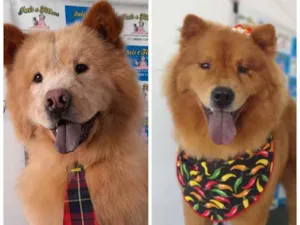 Cachorro raça Chow chow  idade 2 anos nome Kiara e spike 