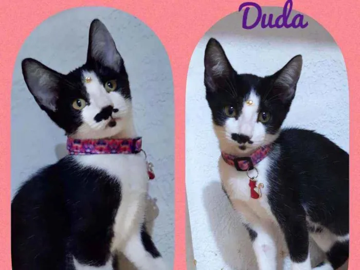 Gato raça SRD  idade 2 a 6 meses nome Duda 