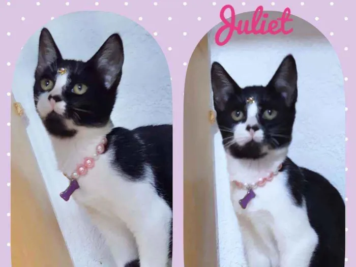 Gato raça SRD  idade 2 a 6 meses nome Juliet 