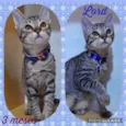 Gato raça SRD  idade 2 a 6 meses nome Lord 