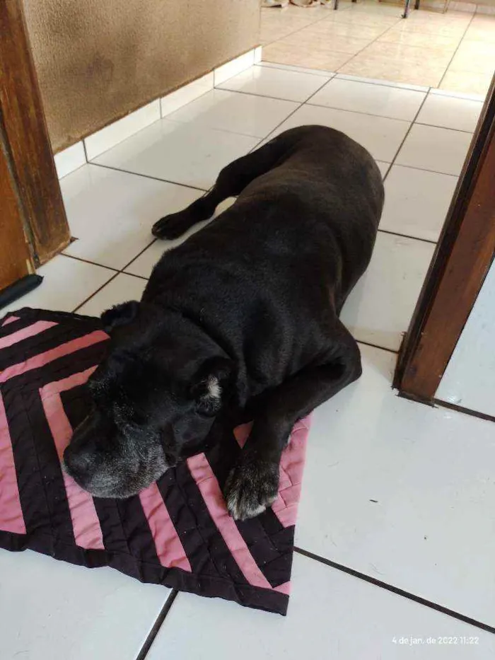 Cachorro ra a Cane Corso/ sem raça definida idade 6 ou mais anos nome Zeus e Thor