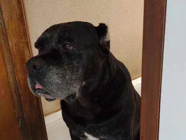 Cachorro ra a Cane Corso/ sem raça definida idade 6 ou mais anos nome Zeus e Thor