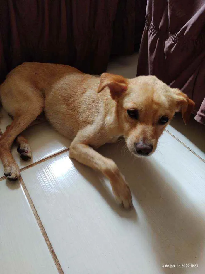 Cachorro ra a Cane Corso/ sem raça definida idade 6 ou mais anos nome Zeus e Thor