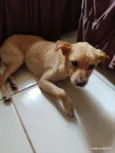 Zeus e Thor