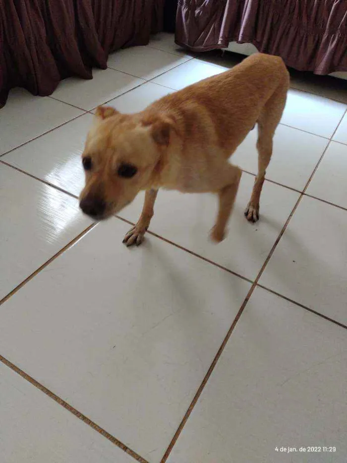 Cachorro ra a Cane Corso/ sem raça definida idade 6 ou mais anos nome Zeus e Thor