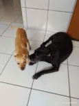Zeus e Thor