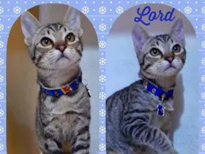 Gato raça SRD  idade 2 a 6 meses nome Lord 