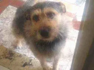 Cachorro raça SRD idade 6 ou mais anos nome Tobi