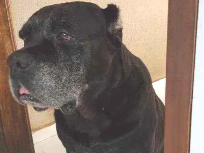 Cachorro ra a Cane Corso/ sem raça definida idade 6 ou mais anos nome Zeus e Thor