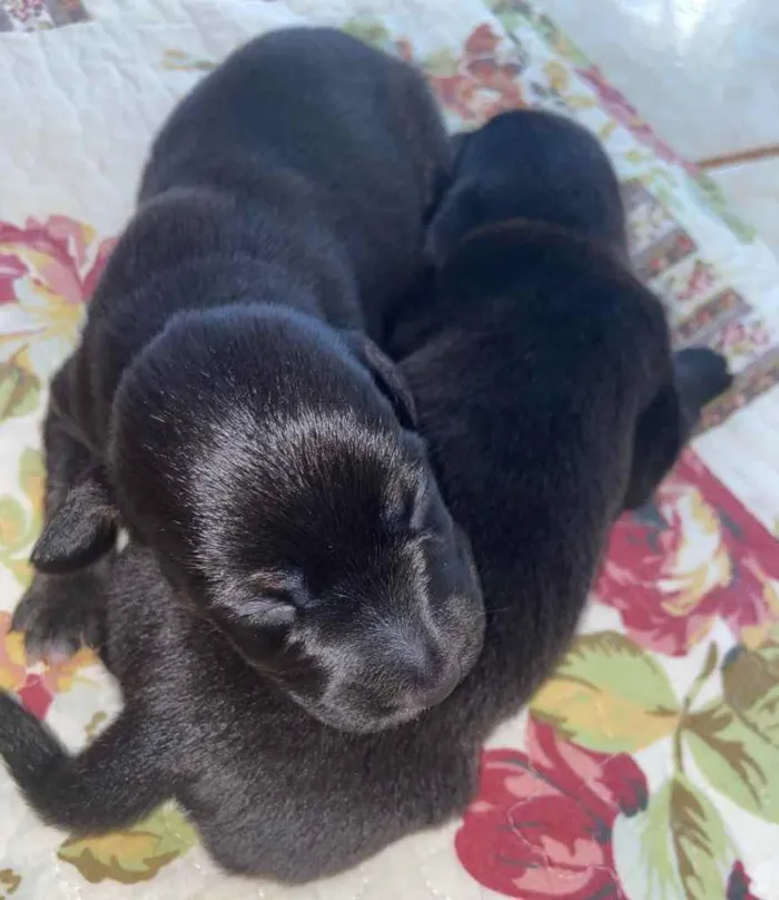 Cachorro ra a NÃO DEFINIDA idade Abaixo de 2 meses nome FILHOTES