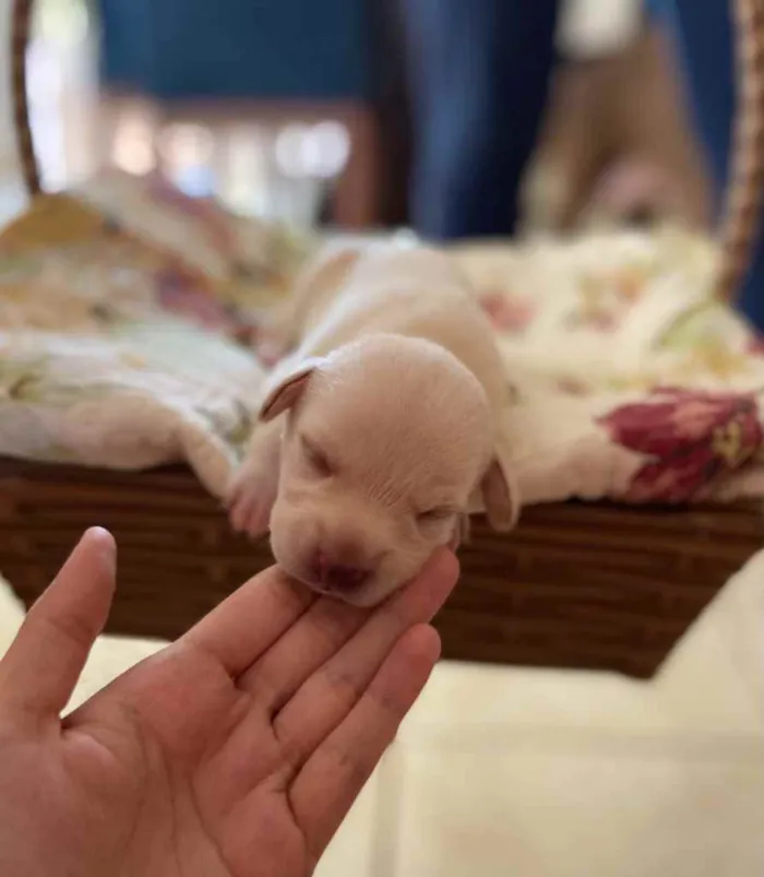 Cachorro ra a NÃO DEFINIDA idade Abaixo de 2 meses nome FILHOTES