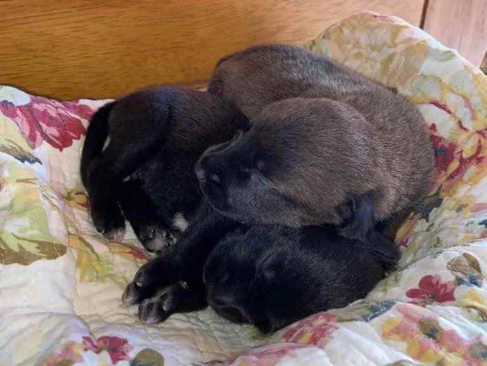 Cachorro ra a NÃO DEFINIDA idade Abaixo de 2 meses nome FILHOTES