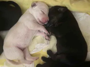 Cachorro raça NÃO DEFINIDA idade Abaixo de 2 meses nome FILHOTES