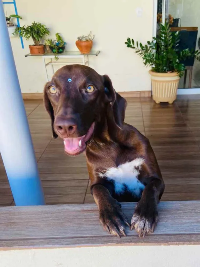 Cachorro ra a NÃO DEFINIDA idade Abaixo de 2 meses nome FILHOTES