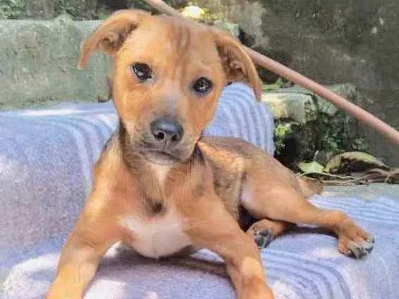 Cachorro raça  idade 2 a 6 meses nome Toquinho Filhotinho