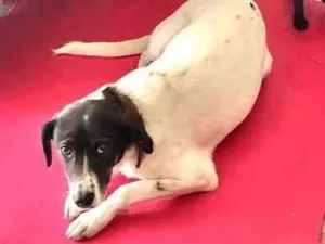 Cachorro raça Srd idade 2 anos nome Nina