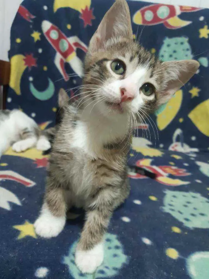 Gato ra a SRD idade Abaixo de 2 meses nome Carlitos 