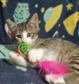Carlitos 