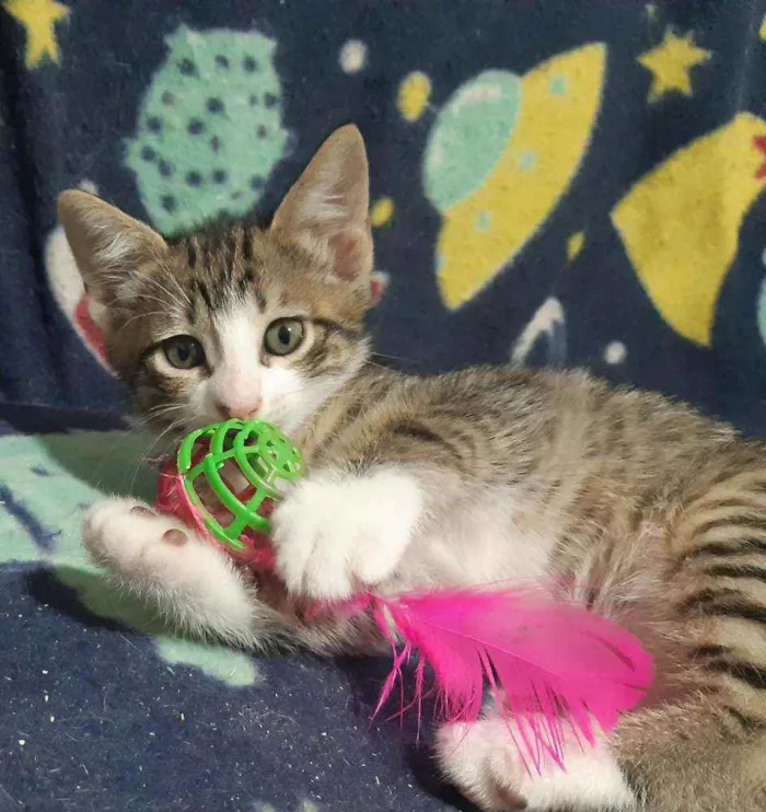 Gato ra a SRD idade Abaixo de 2 meses nome Carlitos 