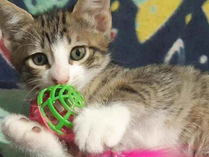 Gato ra a SRD idade Abaixo de 2 meses nome Carlitos 