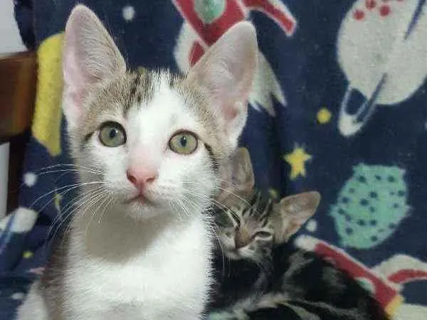 Gato ra a SRD idade Abaixo de 2 meses nome Frederico