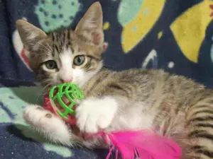 Gato raça SRD idade Abaixo de 2 meses nome Carlitos 