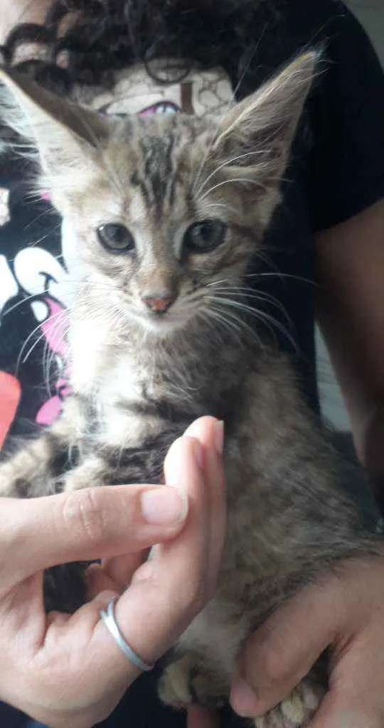 Gato ra a SRD idade 2 a 6 meses nome Gatinhas 