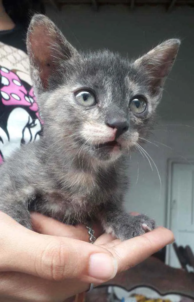 Gato ra a SRD idade 2 a 6 meses nome Gatinhas 