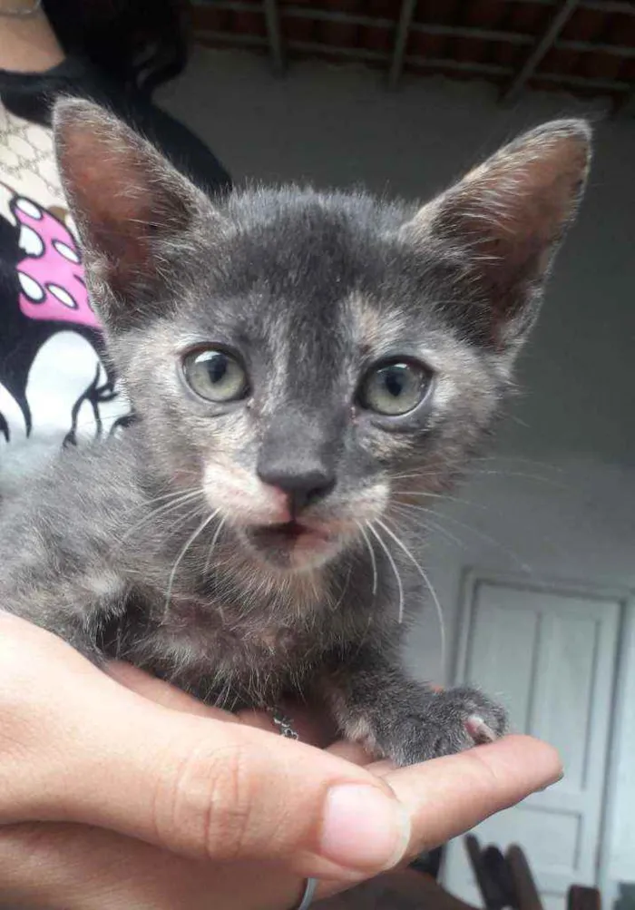 Gato ra a SRD idade 2 a 6 meses nome Gatinhas 