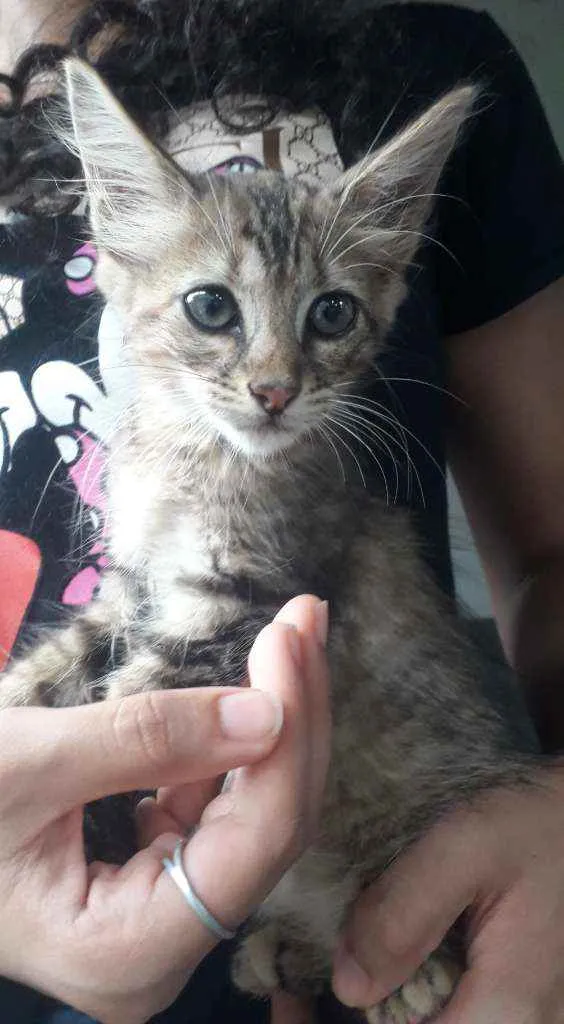 Gato ra a SRD idade 2 a 6 meses nome Gatinhas 