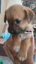 Zangado