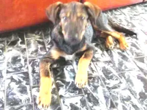 Cachorro raça Srd idade 2 a 6 meses nome Joaquim 