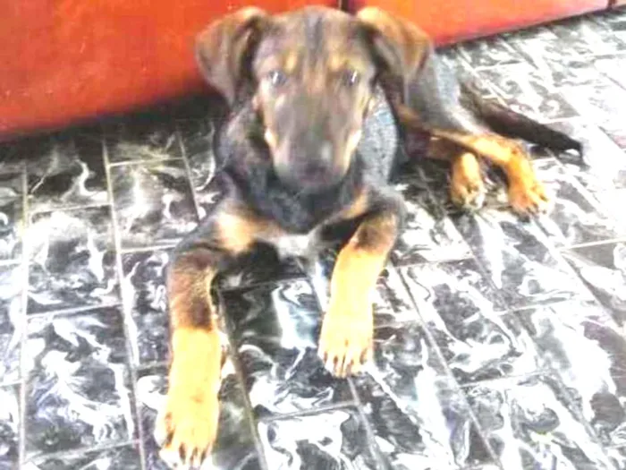 Cachorro ra a Srd idade 2 a 6 meses nome Joaquim 